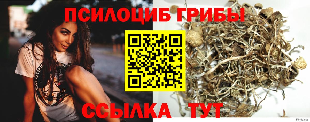 Псилоцибиновые грибы Psilocybine cubensis Новозыбков